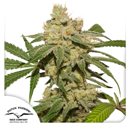 Auto Oh My Gusher x3 - Dutch Passion