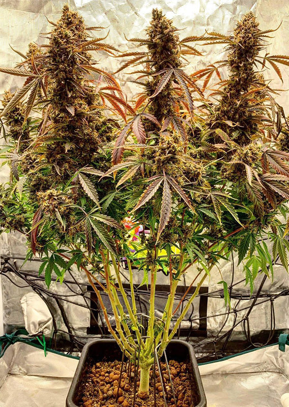 Auto Power Plant x100  -Dutch Passion