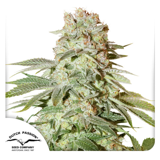 Auto Power Plant x100  -Dutch Passion