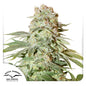 Auto Power Plant x100  -Dutch Passion