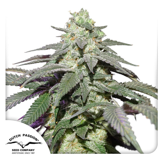 Auto Skywalker Haze x100 - Dutch Passion