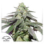 Auto Skywalker Haze x100 - Dutch Passion