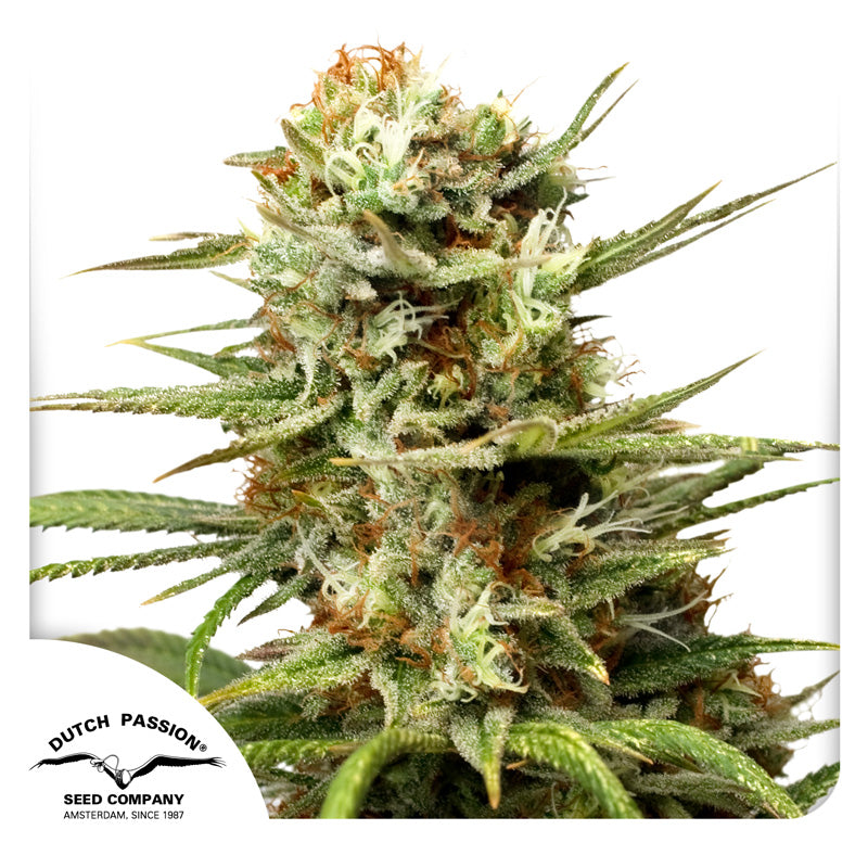 Auto White Widow x3 - Dutch Passion