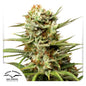 Auto White Widow x3 - Dutch Passion