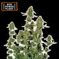 BCN Power Plant Auto x3 - Seedstockers