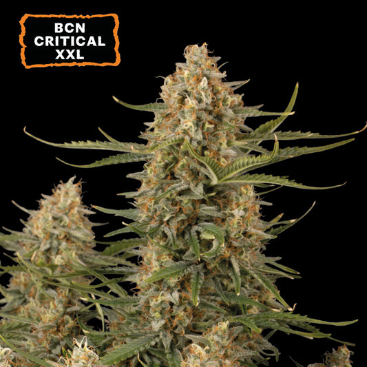 BCN Critical XXL Fem x100 - Seedstockers