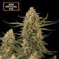 BCN Critical XXL Fem x100 - Seedstockers