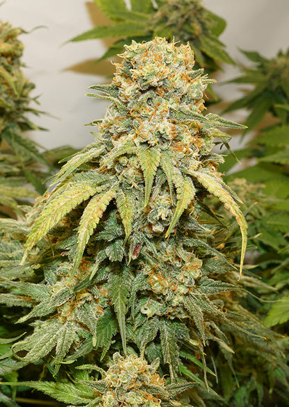 Banana Blaze Fem x100 - Dutch Passion