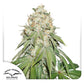 Banana Blaze Fem x100 - Dutch Passion