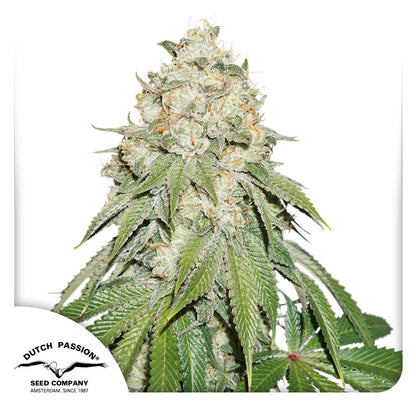 Banana Blaze Fem x100 - Dutch Passion
