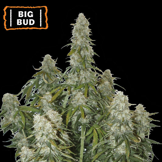 Big Bud Auto x1 Semilla - Seedstockers