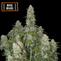 Big Bud Auto x3 - Seedstockers