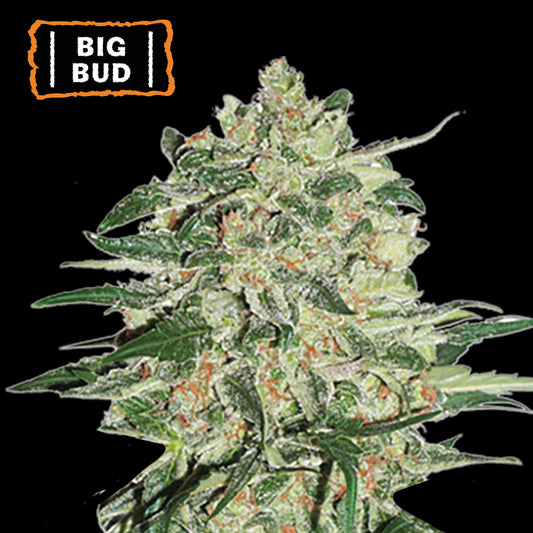 Big Bud Fem x3 - Seedstockers