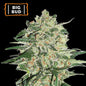 Big Bud Fem x3 - Seedstockers