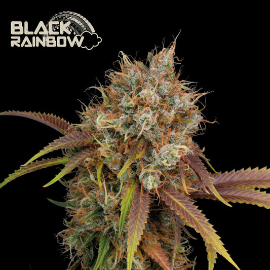 Black Rainbow Fem x5 - Seedstockers