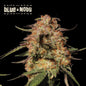 Blue Moby Fem x3 - Seedstockers Superior