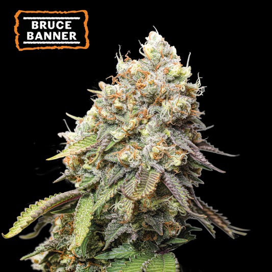 Bruce Banner Fem x5 - Seedstockers