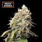 Bruce Banner Fem x5 - Seedstockers