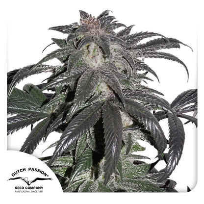 Bubba Island Kush Fem X3 - Dutch Passion