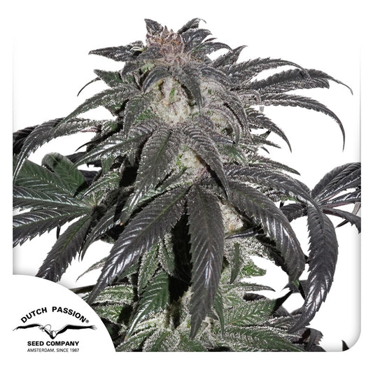 Bubba Island Kush Fem X3 - Dutch Passion