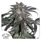 Bubba Island Kush Fem X3 - Dutch Passion