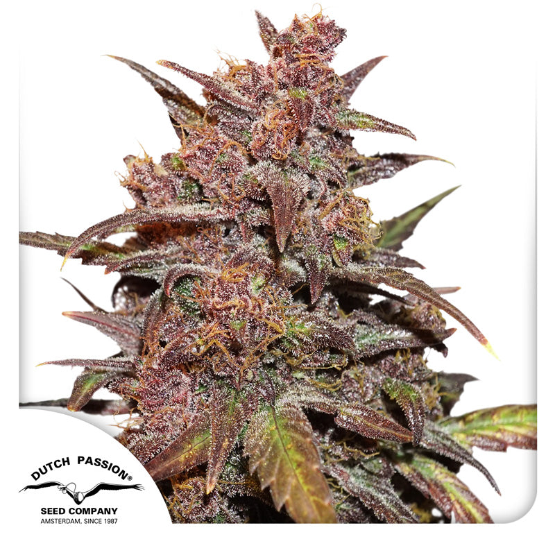 Auto Blackberry Kush x3 - Dutch Passion
