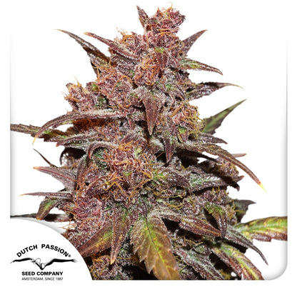 Auto Blackberry Kush x3 - Dutch Passion