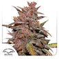 Auto Blackberry Kush x3 - Dutch Passion