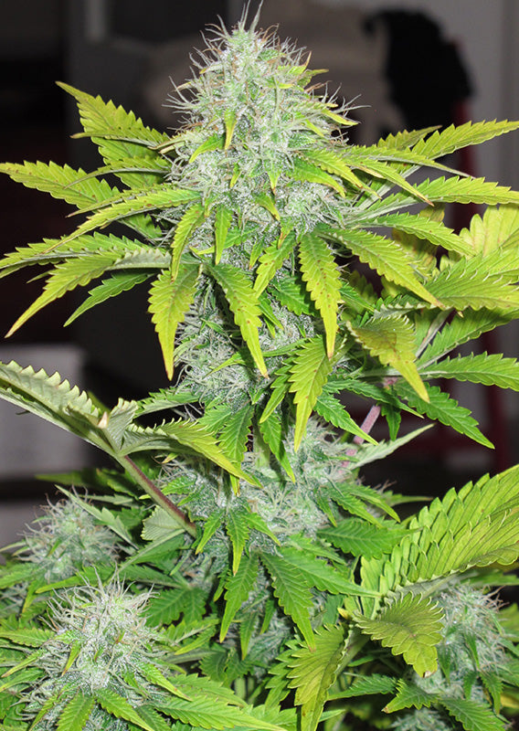 CBD White Widow Auto x3 - Dutch Passion