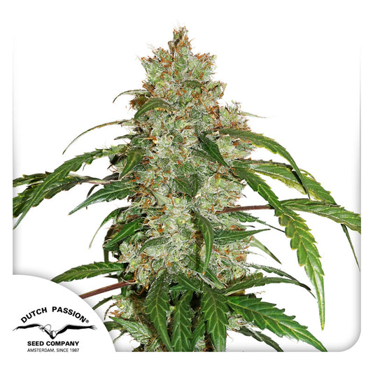 CBD White Widow Auto x3 - Dutch Passion