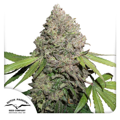 CBD Charlotte´s Angel Fem x3 - Dutch Passion