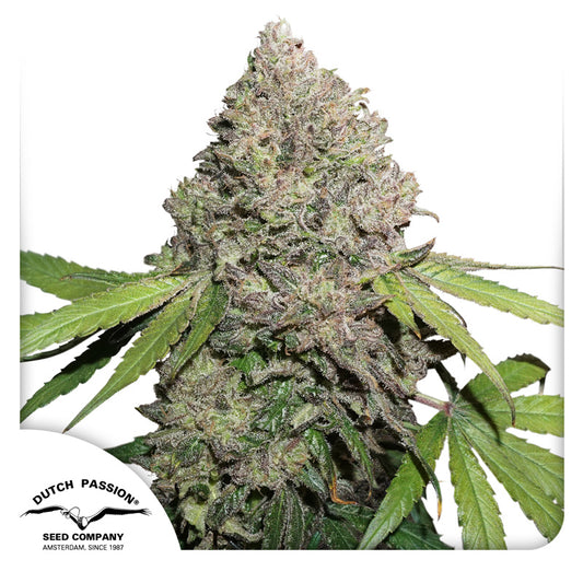 CBD Charlotte´s Angel Fem x3 - Dutch Passion