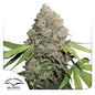 CBD Charlotte´s Angel Fem x3 - Dutch Passion