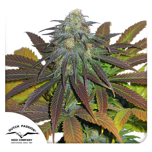 Californian Orange Fem x100 - Dutch Passion