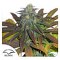 Californian Orange Fem x100 - Dutch Passion
