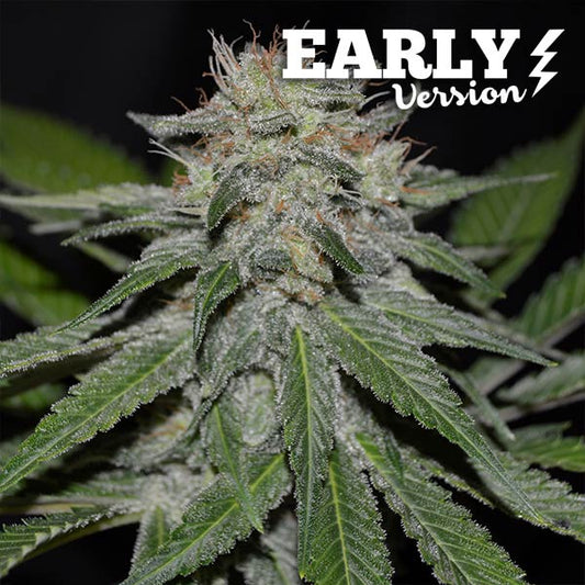 Critical Neville Haze Early Version x3 - Delicious Seeds