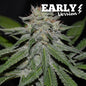 Critical Neville Haze Early Version x3 - Delicious Seeds