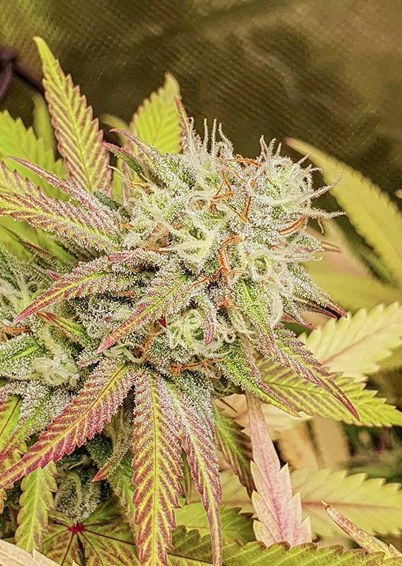 Critical Orange Punch Fem x100 - Dutch Passion