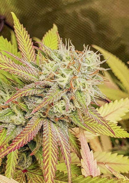 Critical Orange Punch Fem x100 - Dutch Passion
