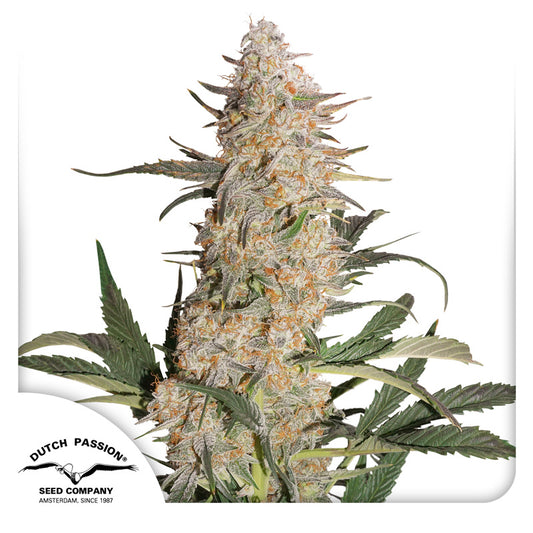 Auto Critical Orange Punch x100 - Dutch Passion
