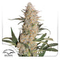 Critical Orange Punch Fem x100 - Dutch Passion
