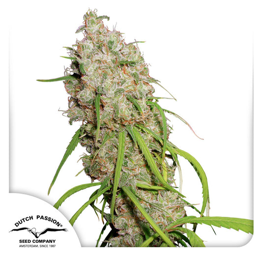 Desfran Fem x3 - Dutch Passion
