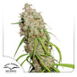 Desfran Fem x3 - Dutch Passion