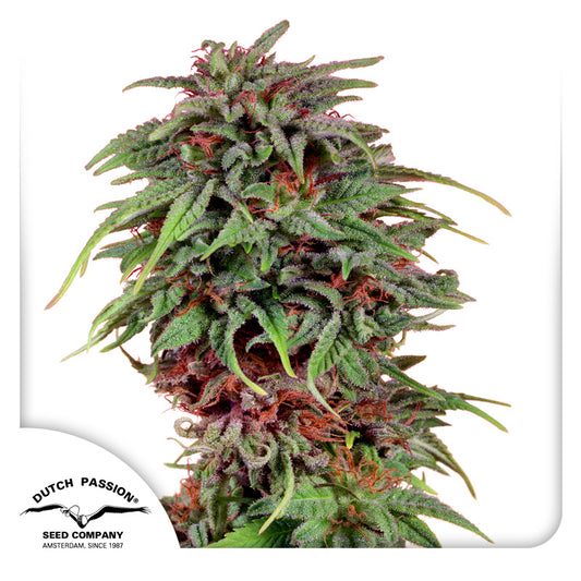 Durban Poison Fem x3 - Dutch Passion