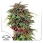 Durban Poison Fem x3 - Dutch Passion