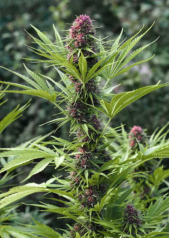 Frisian Dew Fem x3 - Dutch Passion