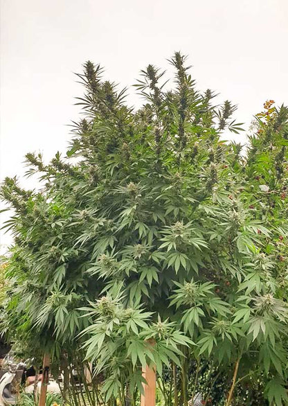 Frisian Dew Fem x3 - Dutch Passion