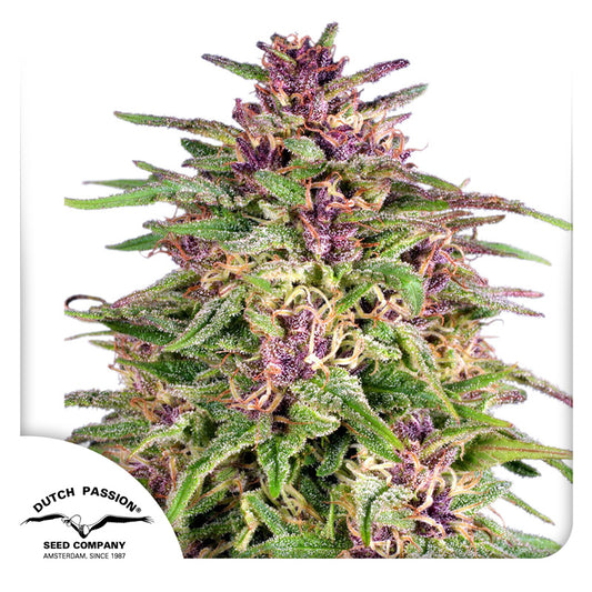 Frisian Dew Fem x3 - Dutch Passion