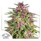 Frisian Dew Fem x3 - Dutch Passion