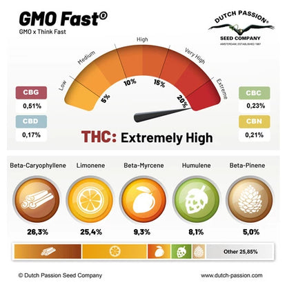 GMO Fast Fem x100 -Dutch Passion 2024